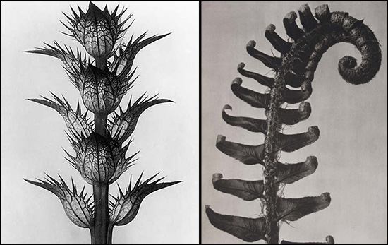 black and white photos of plant forms