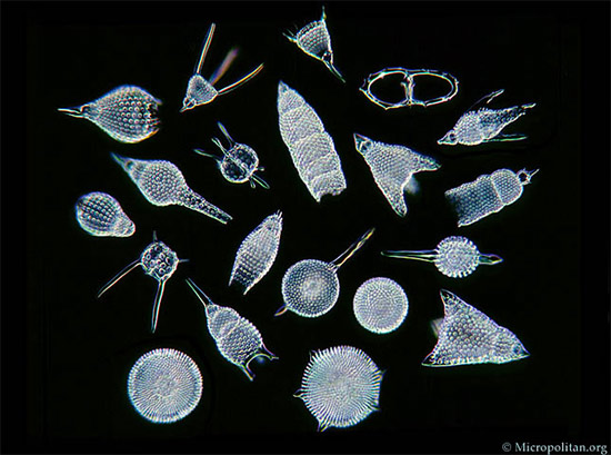 photo of microscopic animals, link to Micropolitan Museum of Microscopic Art Forms