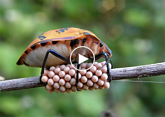 image of bug on a branch from a TED talk about biomimicry
