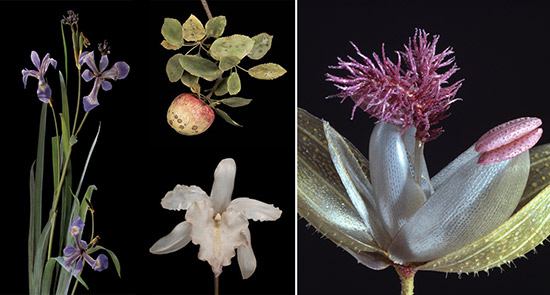 Blaschka scientific models of glass flowers