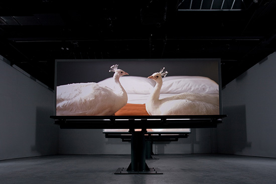 Doug Aitken video installation "Migration"